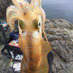 今年初ｱｵﾘｲｶ