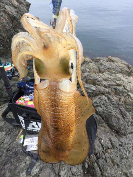 今年初ｱｵﾘｲｶ