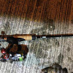 今年初メバリング