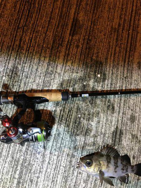 今年初メバリング