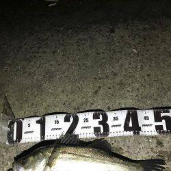 バチは、まだいけますねっ。