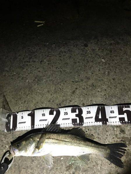 バチは、まだいけますねっ。