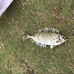 沖縄県今帰仁村でフカセ釣り