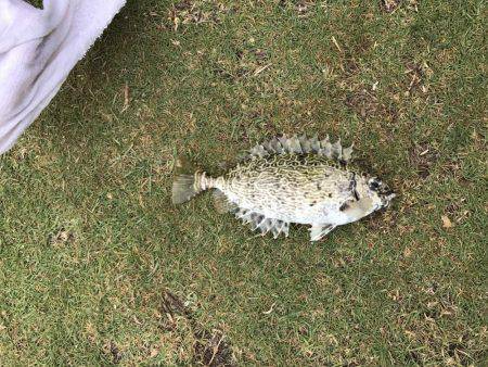 沖縄県今帰仁村でフカセ釣り