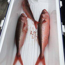 オフショアジギングでハガツオ、ハチビキ！