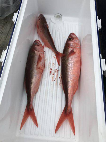 オフショアジギングでハガツオ、ハチビキ！