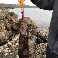 串本でエギング アオリイカ