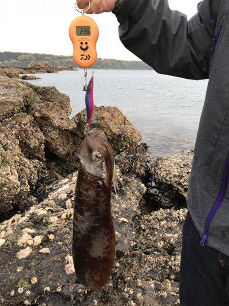 串本でエギング アオリイカ