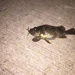 アナゴ釣りの後に・・・。