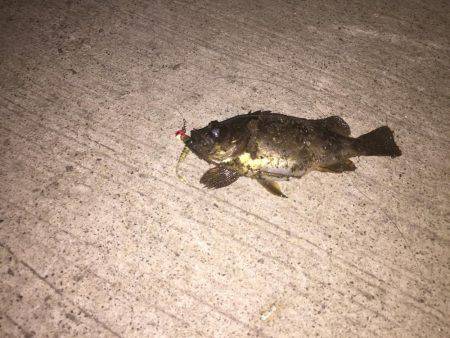 アナゴ釣りの後に・・・。