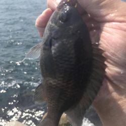 和田防フカセボラ！ボラ！ボラ！