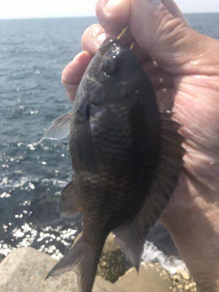 和田防フカセボラ！ボラ！ボラ！