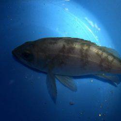 メバルが食べたくて！