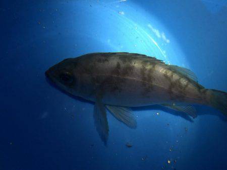 メバルが食べたくて！