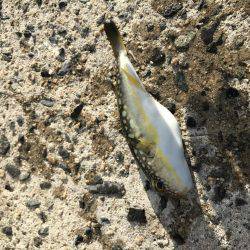 角島フカセ釣り撃沈。。。