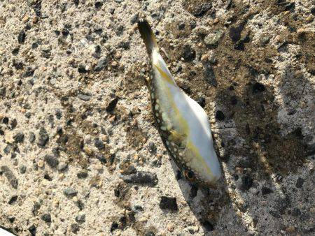 角島フカセ釣り撃沈。。。