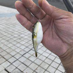 長門市仙崎人工島フカセ釣り！