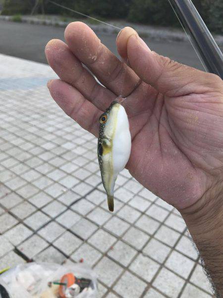 長門市仙崎人工島フカセ釣り！