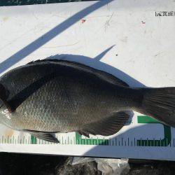 沖ノ島磯フカセ釣り