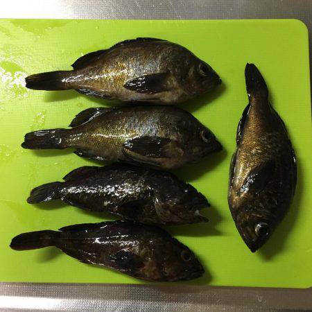 大川漁港付近 メバル