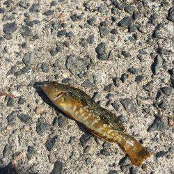 淡路島釣り合宿