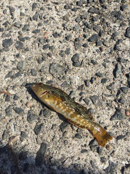 淡路島釣り合宿