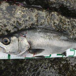 宿毛市沖ノ島 磯フカセ