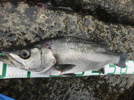 宿毛市沖ノ島 磯フカセ