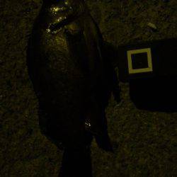 フィッシュホルダーハピソン