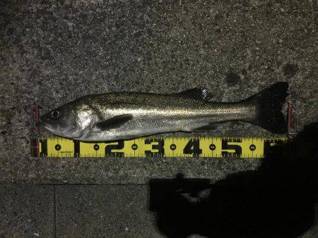 久々の鱸クラス