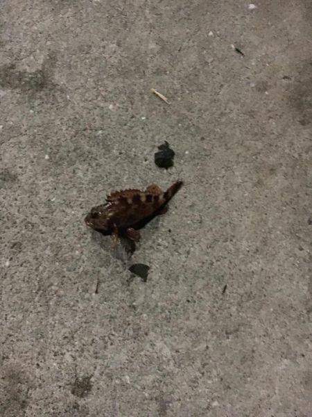 メバリングタックルでシーバス