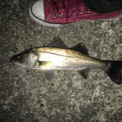 シーバスとボラ