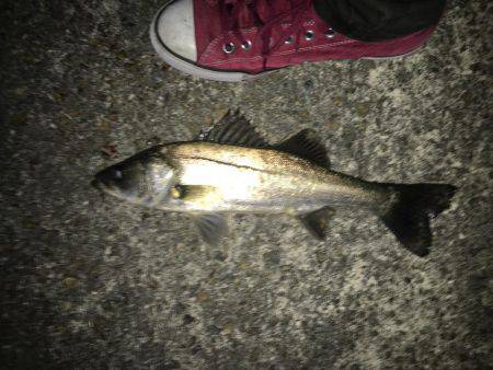 シーバスとボラ