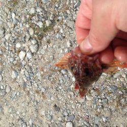 ガシラで始まり、ガシラで終わる。