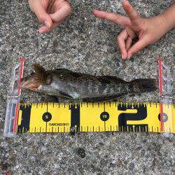 カレイにアブラメ