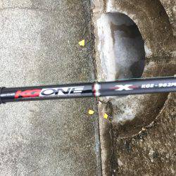 連日コウイカ狙いのはずが…