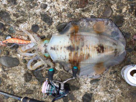 単身赴任釣行記