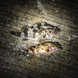 ライトワインドでガシラ