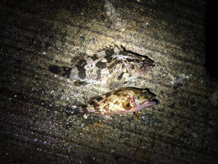 ライトワインドでガシラ