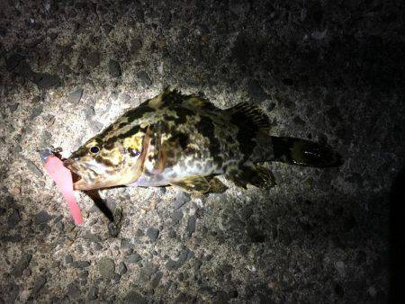 タケノコメバル連発