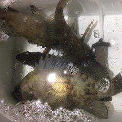 連夜のメバリング