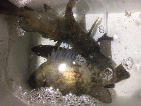 連夜のメバリング