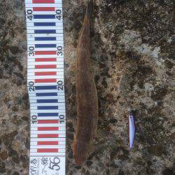 洲本から土生ランガン