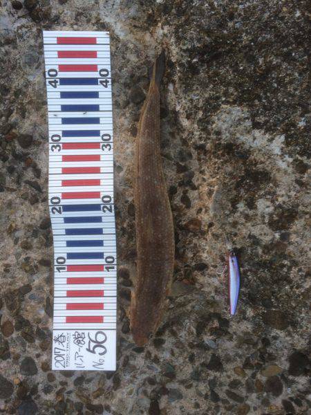 洲本から土生ランガン