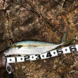 ヒラマサトップ