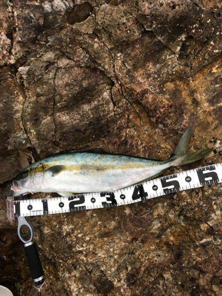 ヒラマサトップ