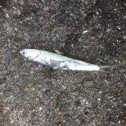 連日爆釣シーバス