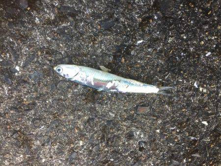 連日爆釣シーバス