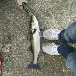 息子とシーバス