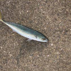 シーバス激ジブ